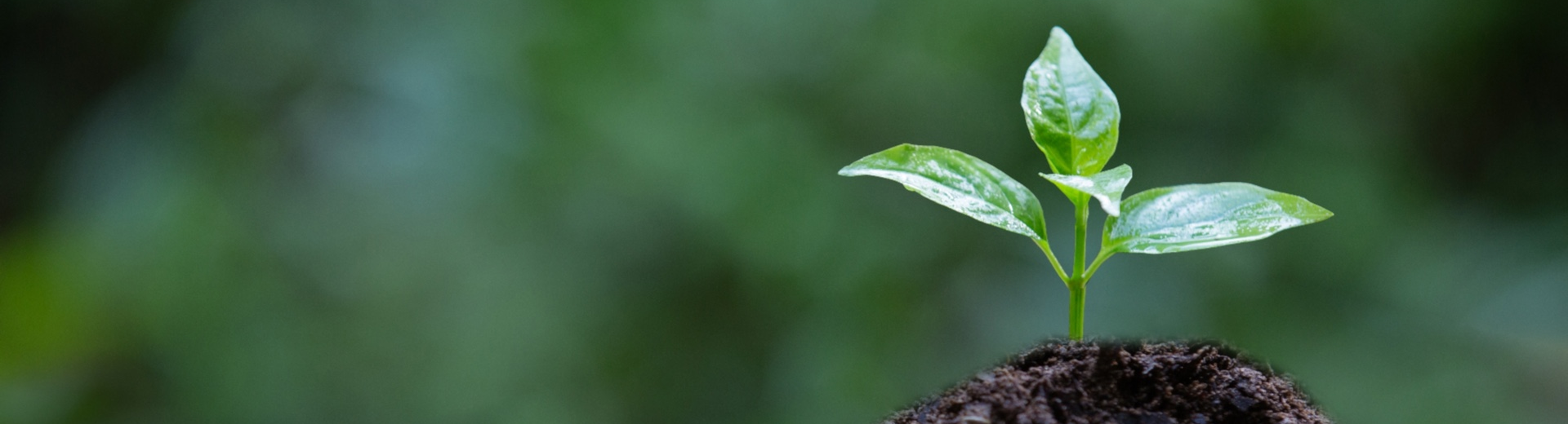 ภาพครอบตัด